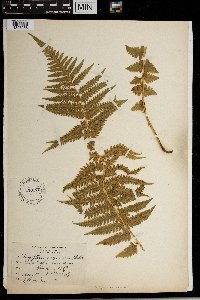 Thelypteris quelpartensis image