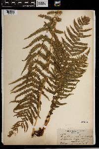 Thelypteris quelpartensis image