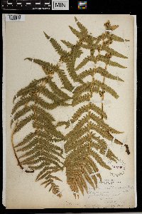 Thelypteris quelpartensis image