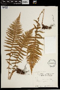 Thelypteris quelpartensis image