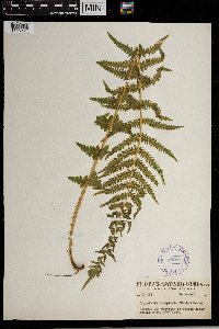 Thelypteris quelpartensis image