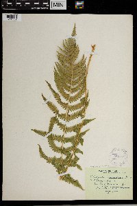 Thelypteris quelpartensis image