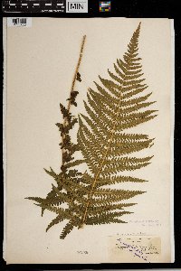 Thelypteris quelpartensis image