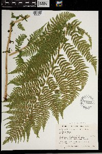 Thelypteris quelpartensis image