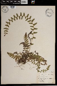 Media resource of Thelypteris reptans
