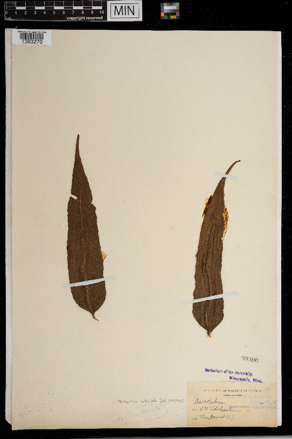 Thelypteris reticulata image