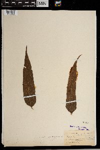 Media resource of Thelypteris reticulata