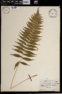 Thelypteris simulata image