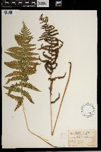 Thelypteris simulata image