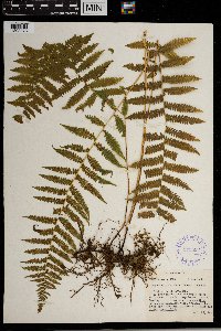 Thelypteris simulata image