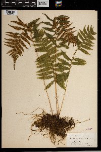 Thelypteris simulata image