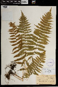 Thelypteris simulata image