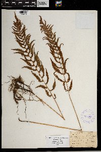 Thelypteris simulata image
