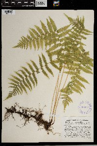 Thelypteris simulata image