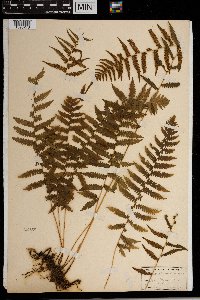 Thelypteris simulata image