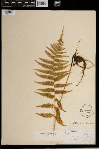 Thelypteris simulata image