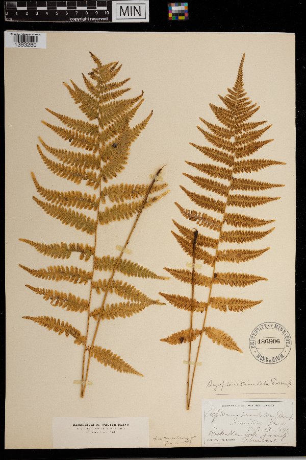 Thelypteris simulata image