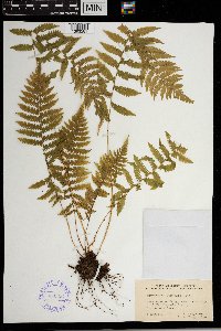 Thelypteris simulata image