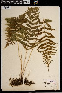 Thelypteris simulata image