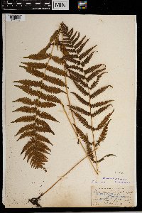 Thelypteris simulata image