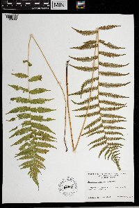 Thelypteris simulata image