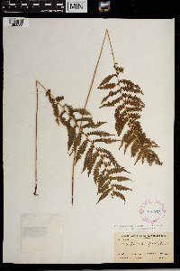 Thelypteris simulata image