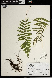 Thelypteris simulata image