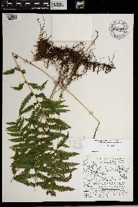 Thelypteris simulata image