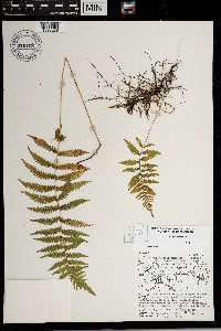 Thelypteris simulata image