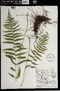 Thelypteris simulata image