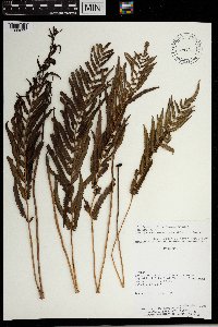 Thelypteris interrupta image