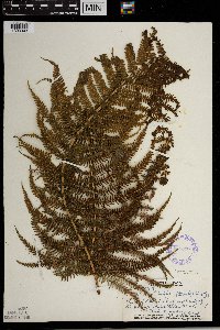 Media resource of Thelypteris globulifera