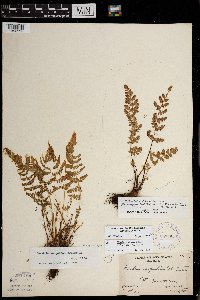 Woodsia x abbeae image