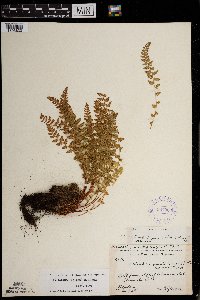 Woodsia x gracilis image