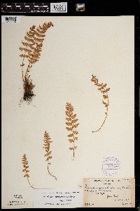 Woodsia x gracilis image
