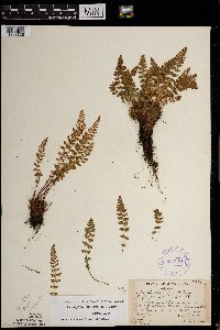 Woodsia x gracilis image