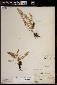 Woodsia x gracilis image