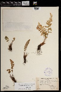 Woodsia x gracilis image