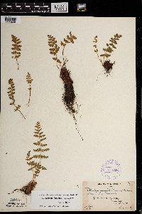 Woodsia x gracilis image