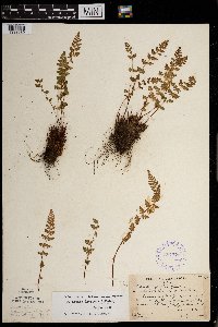 Woodsia x gracilis image