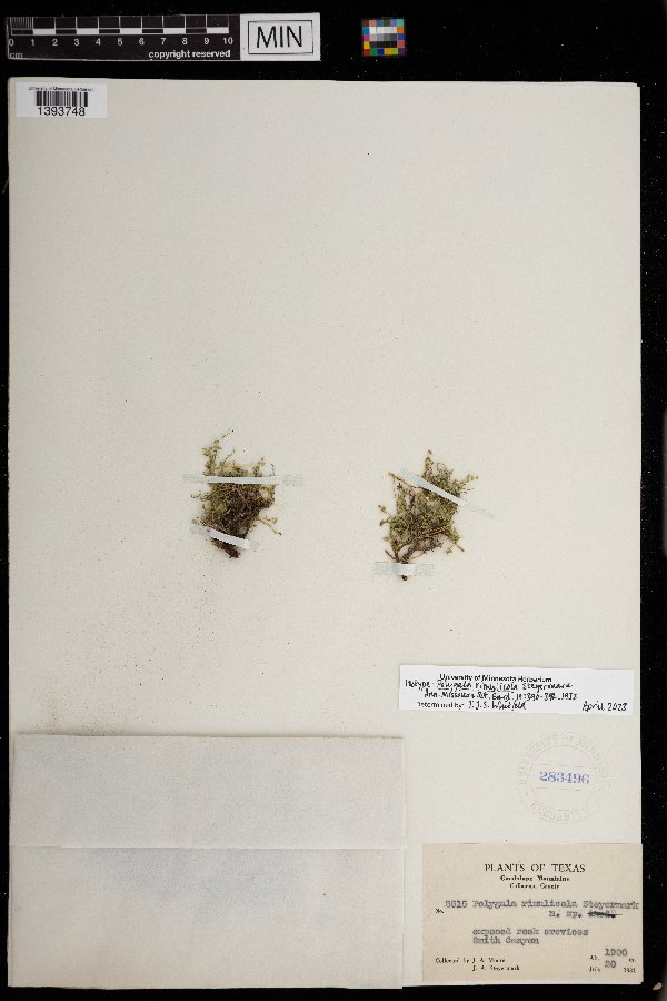 Rhinotropis rimulicola image