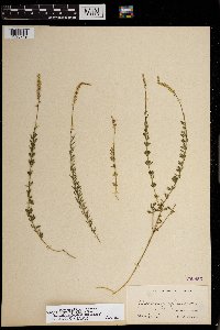 Image of Polygala boykinii