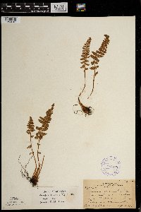 Woodsia ilvensis image