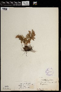 Woodsia ilvensis image