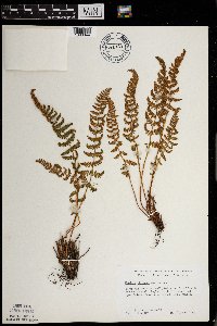 Woodsia ilvensis image