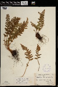 Woodsia ilvensis image