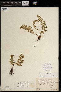 Woodsia ilvensis image