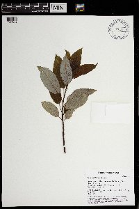 Salix pyrifolia image