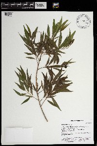 Salix nigra image