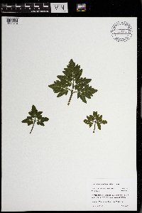 Sceptridium oneidense image